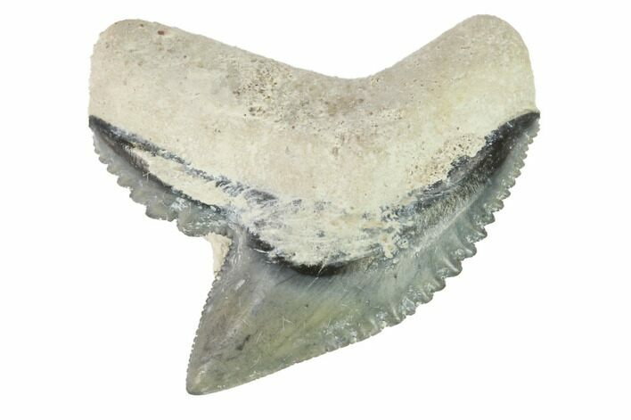 Fossil Tiger Shark Tooth - Bone Valley, Florida #145153
